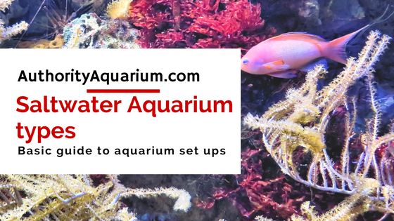 Saltwater Aquarium types