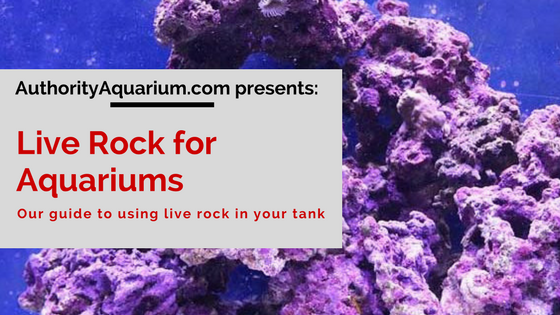 aquarium live rock