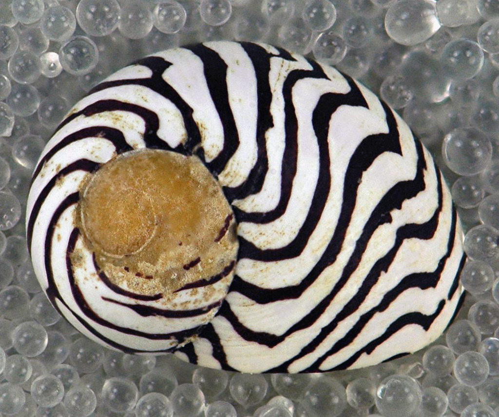 nerite snail with betta