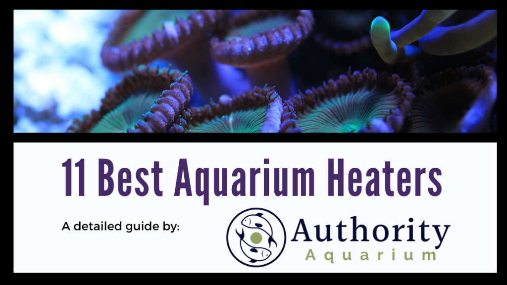 11 Best Aquarium Heaters