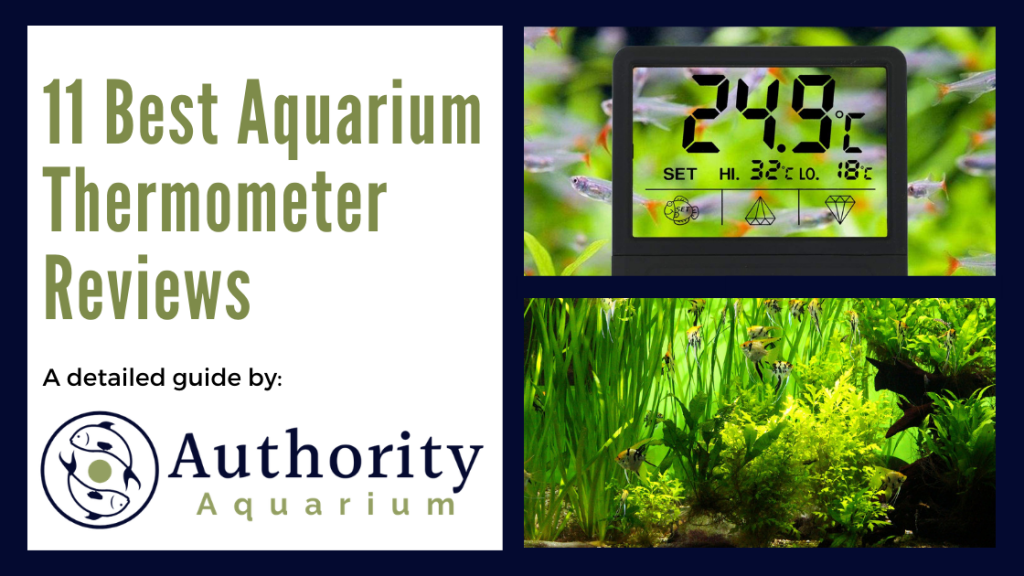 11 Best Aquarium Thermometer Reviews