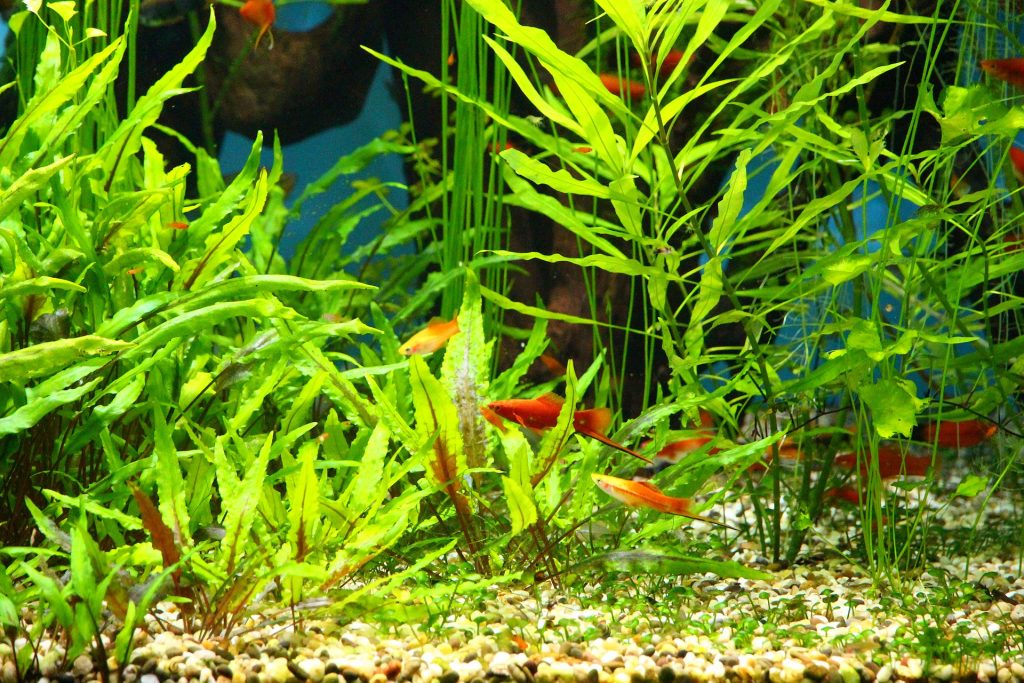 Best Aquarium Plant Fertilizers