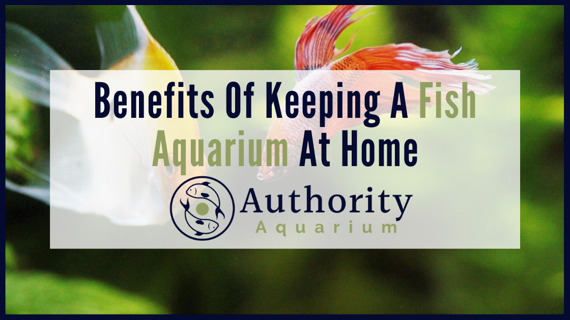 Benefits Of Keeping Fish Aquarium At Home