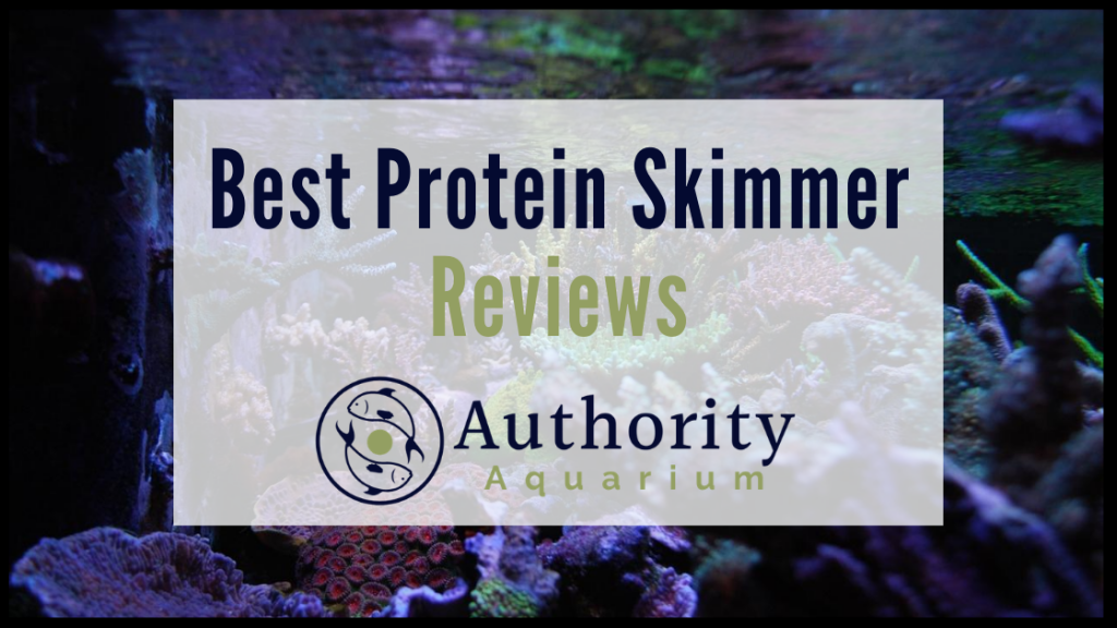 Best protein skimmer reviews