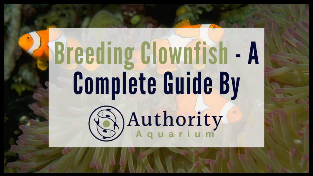 Breeding Clownfish A Complete Guide