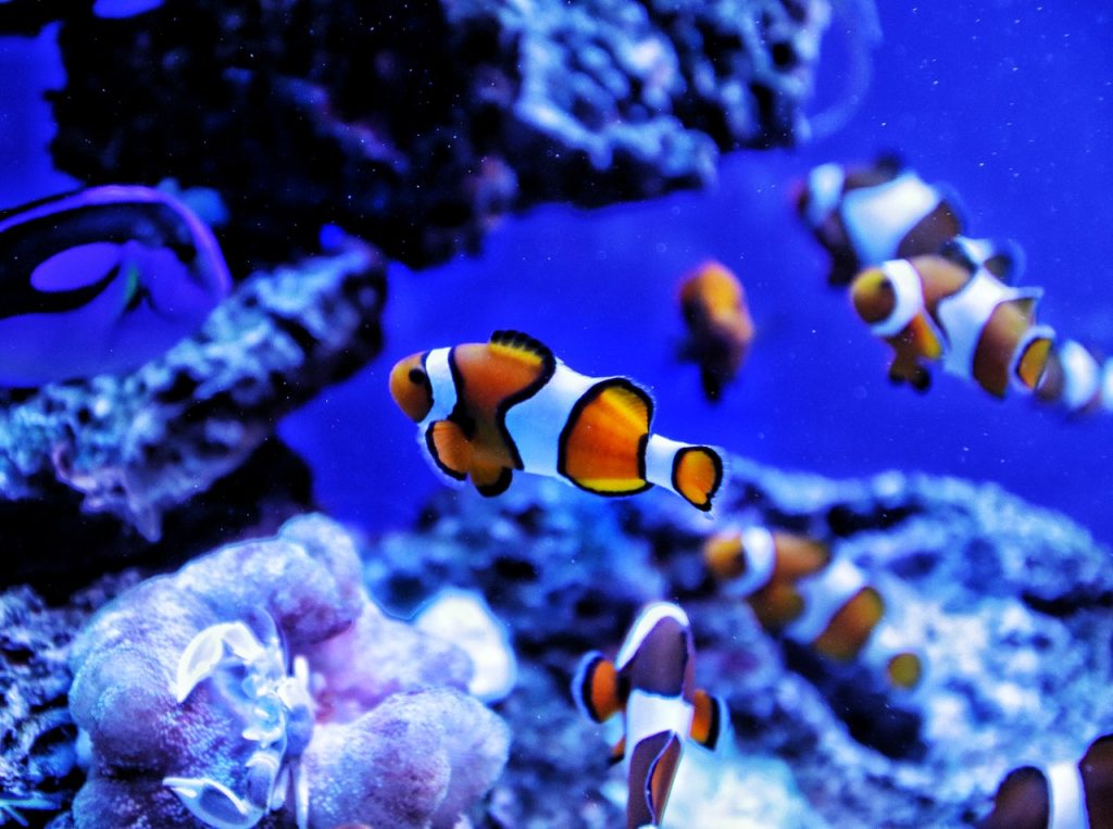 Clownfish Breeding