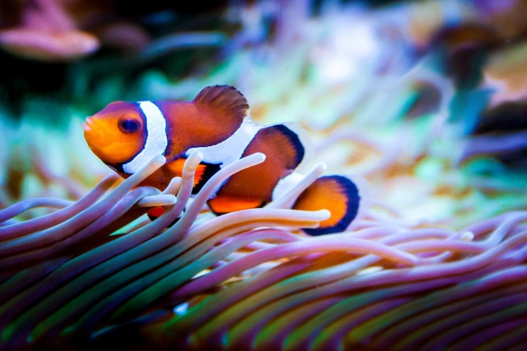 Clownfish-Questions When Buying Aquarium Fish