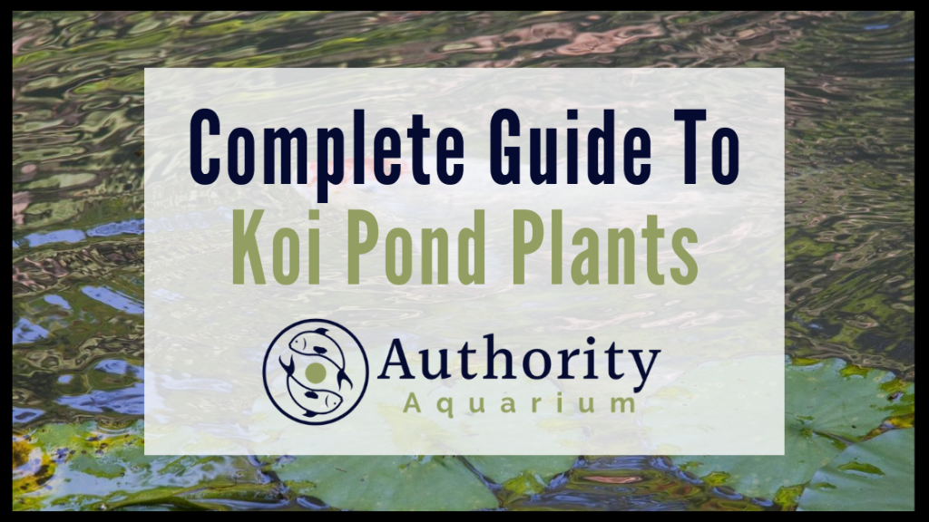 Complete Guide To Koi Pond Plants