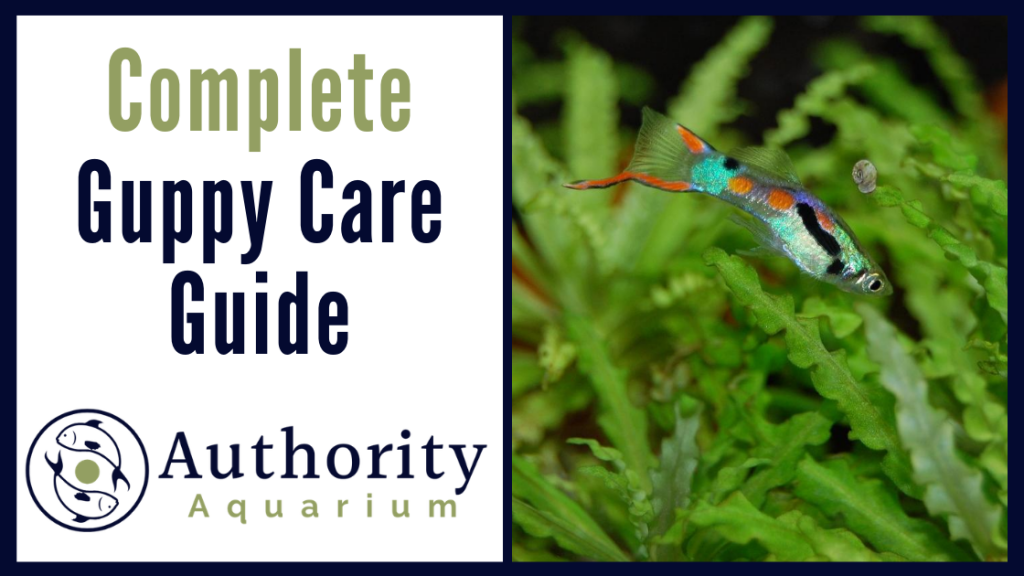 Complete Guppy Care Guide