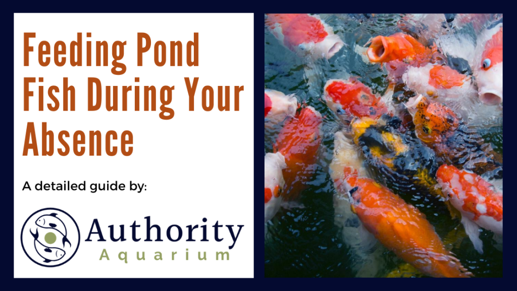 Feeding Pond Fish During Your Absence