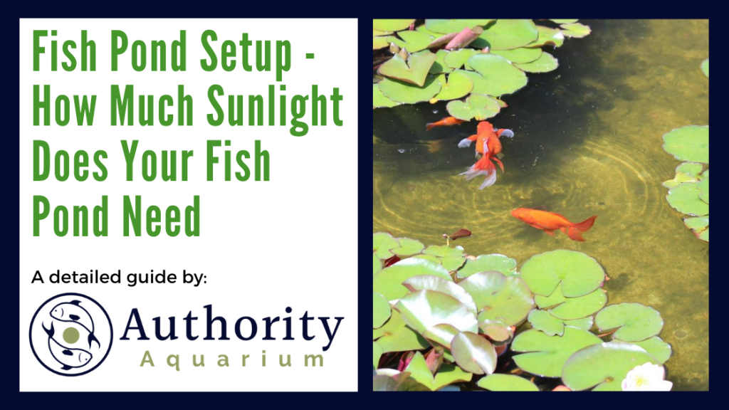 Fish Pond Setup - How Much Sunlight Does Your Fish Pond Need