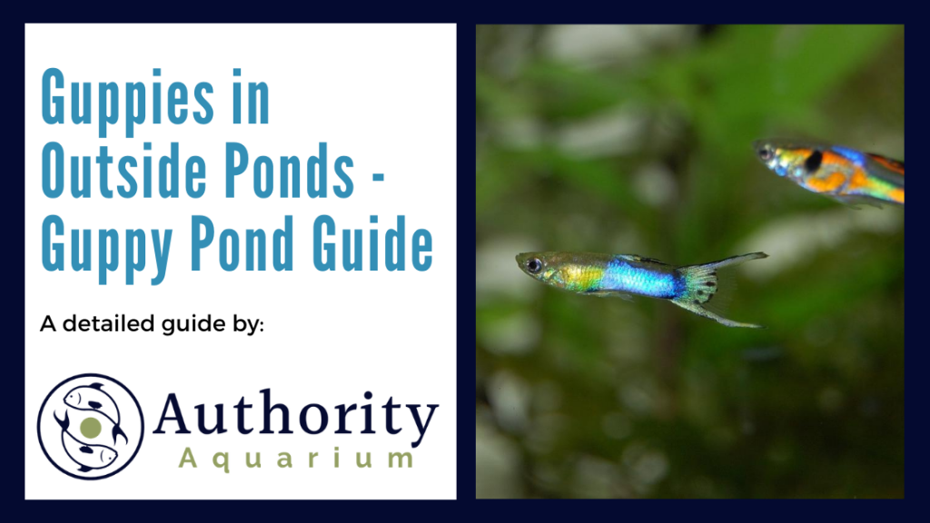 Guppies in Outside Ponds - Guppy Pond Guide
