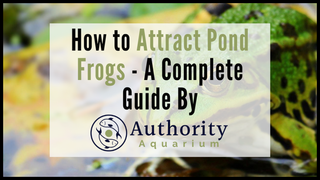 How to Attract Pond Frogs