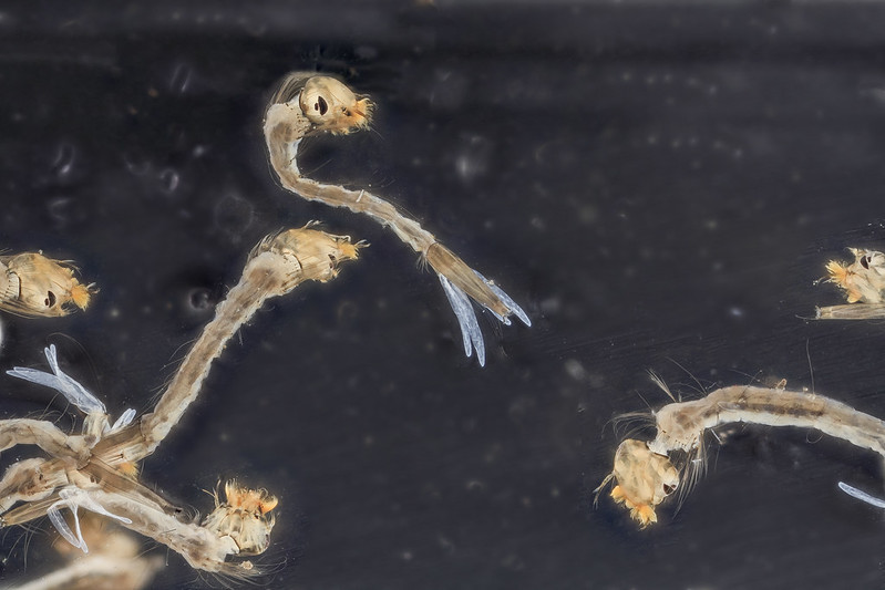 Mosquito Larvae live food for guppy care