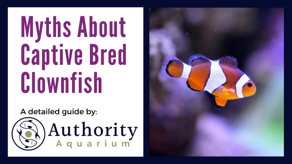 Myths About Captive Bred Clownfish