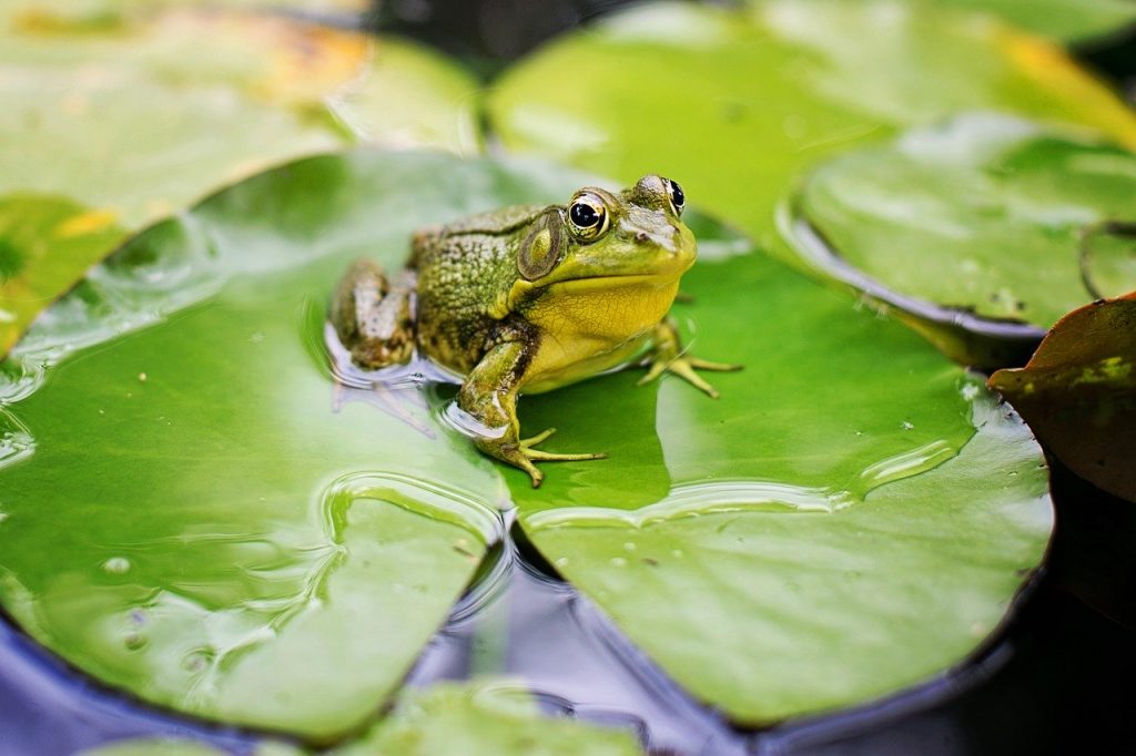 Pond Frogs Lilies