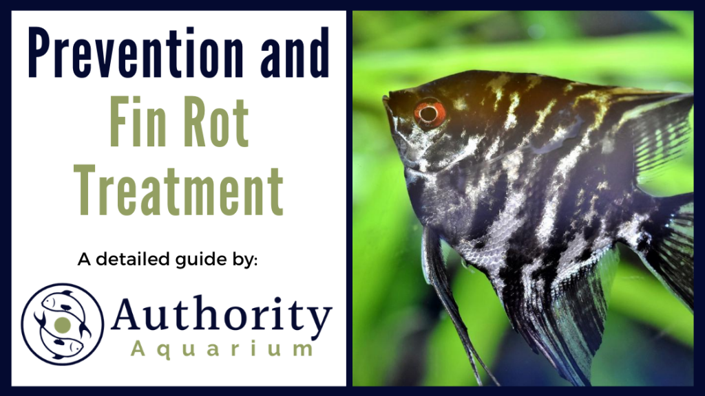 Prevention and Fin Rot Treatment