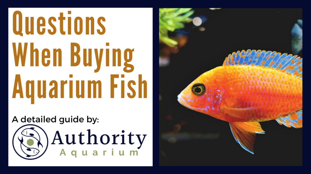 Questions When Buying Aquarium Fish