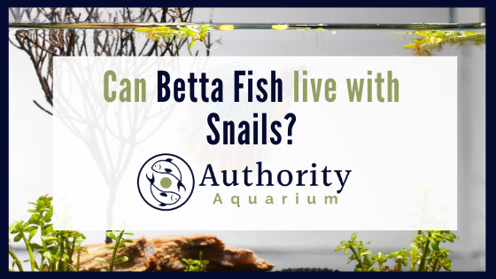 can betta fish live with snails 