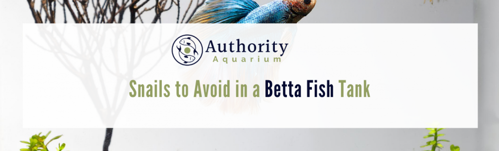 snails to avoid with betta fish