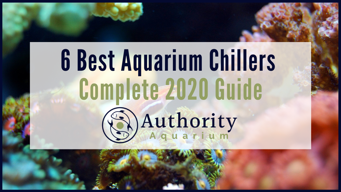 Best Aquarium Chillers