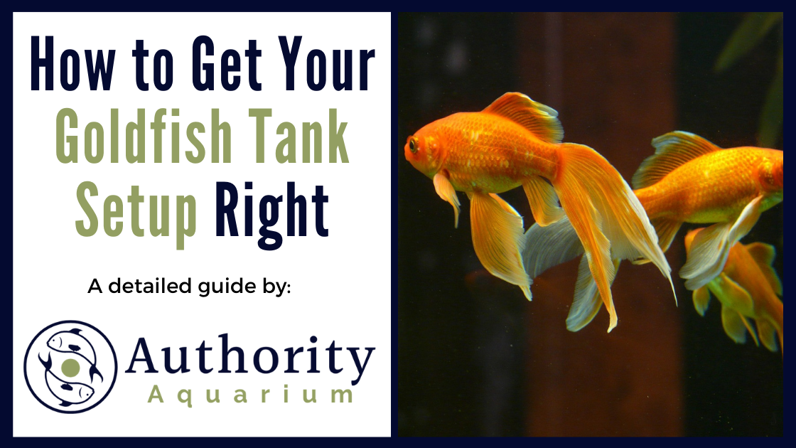 How to Get Your Goldfish Tank Setup Right
