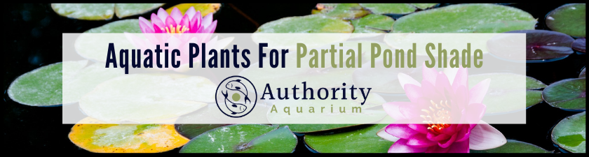 Aquatic Plants For Partial Pond Shade
