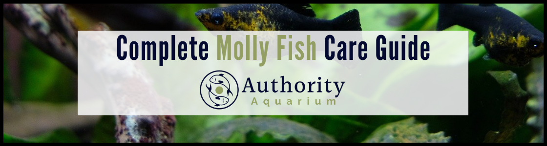 Complete Molly Fish Care Guide