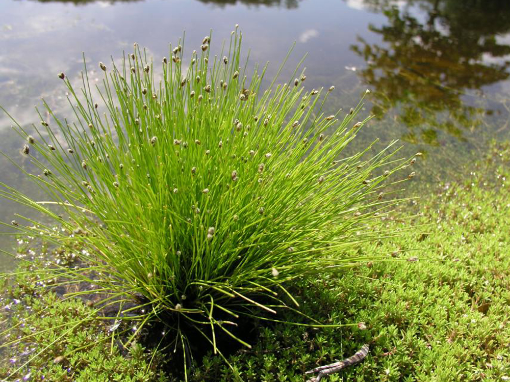 Fiber Optic Grass Isolepis cernua