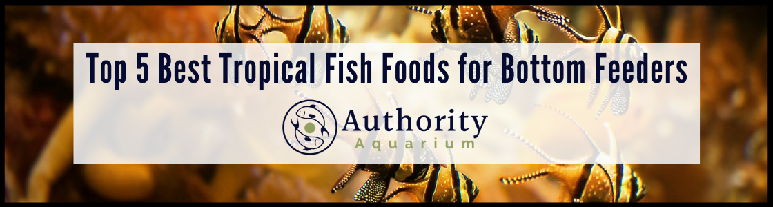 Top 5 Best Tropical Fish Foods for Bottom Feeders