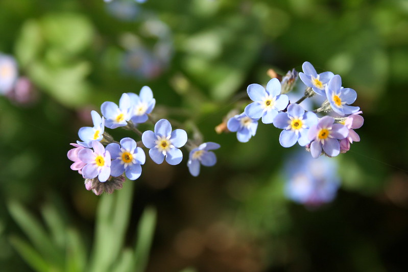 Water Forget-Me-Not Pond Shade Plant