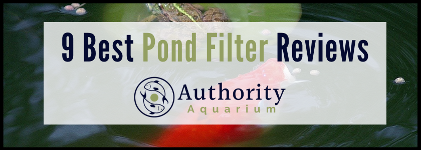 9 Best Pond Filter Reviews