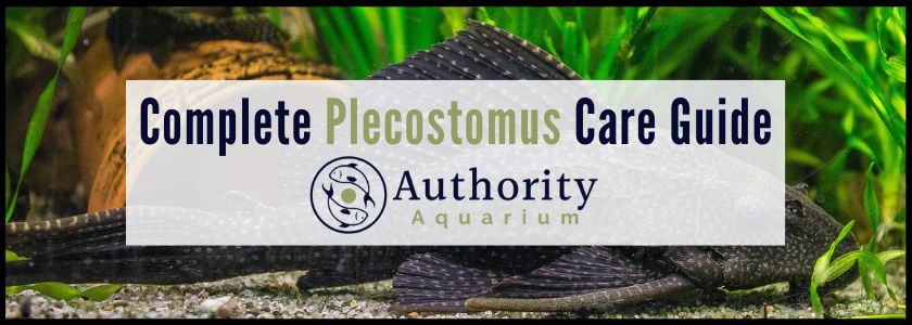 Complete Plecostomus Care Guide