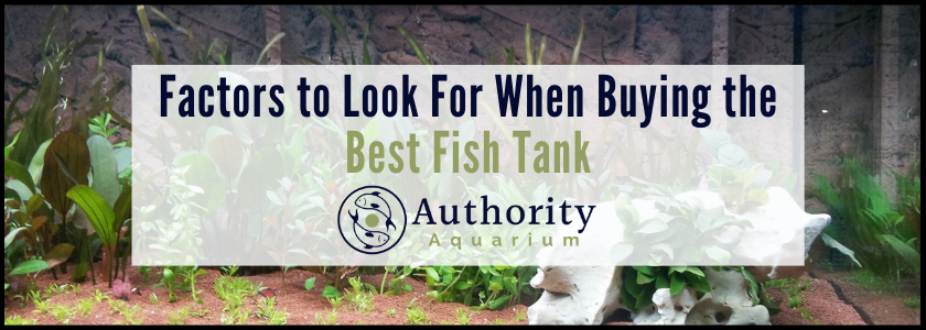 Factors to Look For When Buying the Best Fish Tank