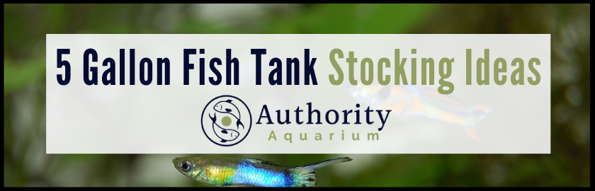 5 Gallon Fish Tank Stocking Ideas