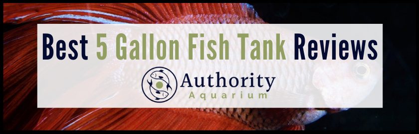 Best 5 Gallon Fish Tank Reviews
